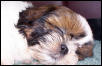 Mollysleeps