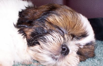 Mollysleeps