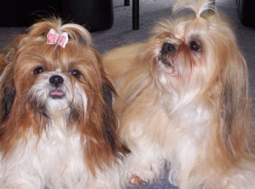 Mitsi and Molly