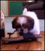 shoe