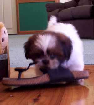 shoe