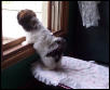 window1