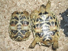 Star tortoise