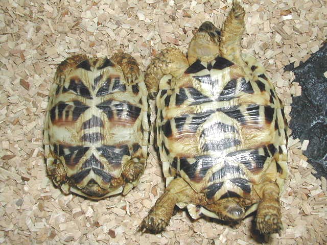 Star tortoise