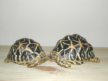 Star tortoise