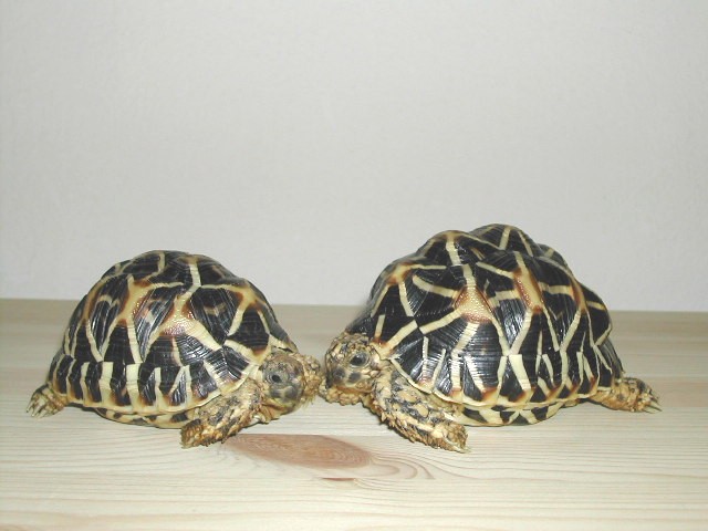Star tortoise