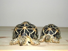Star tortoise