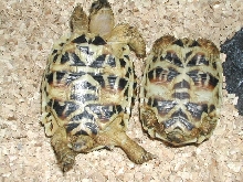 Star tortoise
