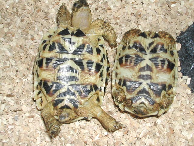 Star tortoise