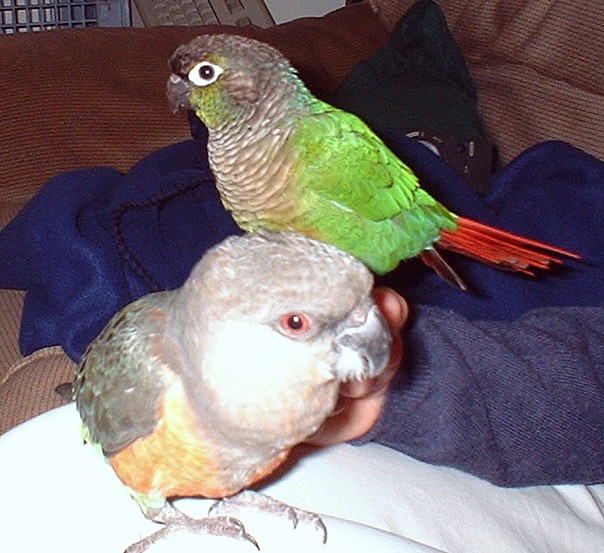 Rikki & Tico