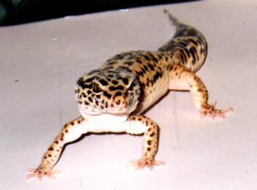 My leo mango