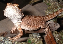 skippy1