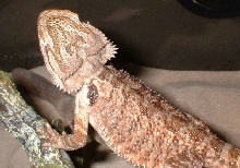 shippy baby picture