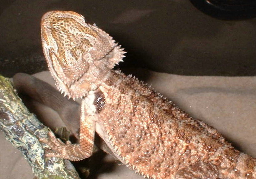 shippy baby picture