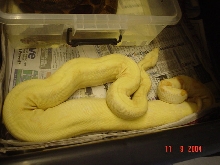 ALBINO BOA