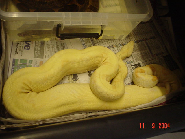 ALBINO BOA