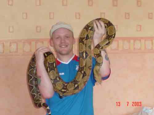 big boa
