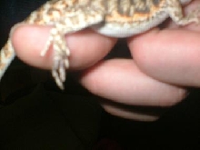 beardie prob 2