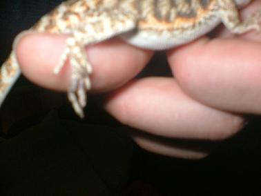 beardie prob 2