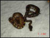 royal pythons