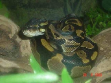 tyson1