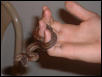 costal carpet python