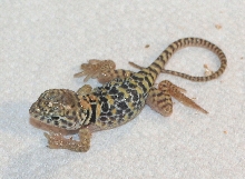 Aquaflame hatchling  :0)
