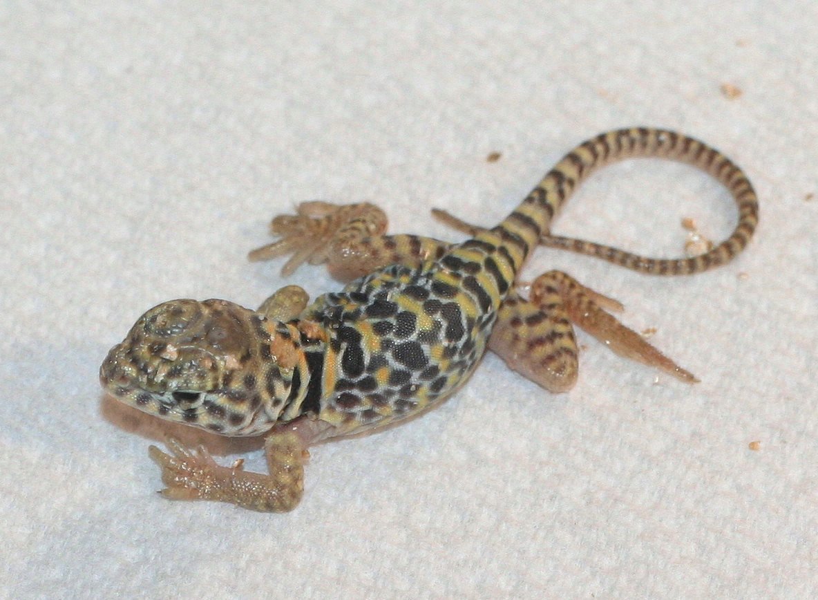 Aquaflame hatchling  :0)