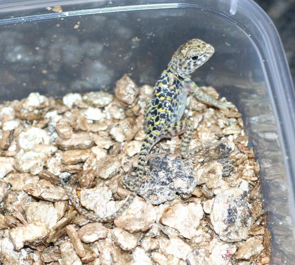 Another  cute  baby hatches/ aquaflame