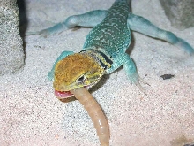 Chaco's hungry