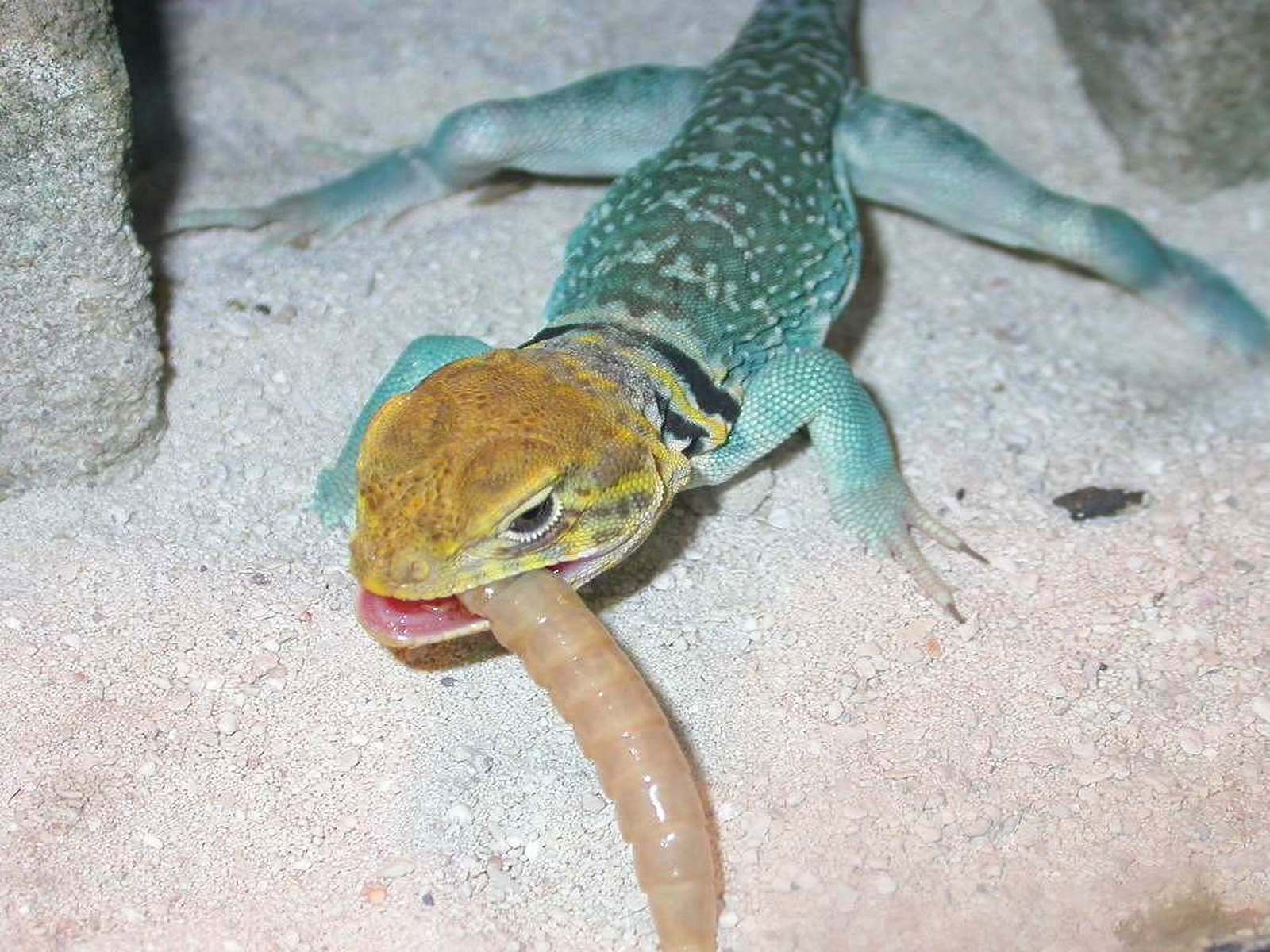 Chaco's hungry