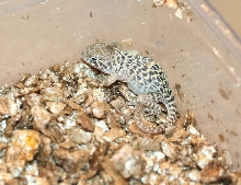 Just hatched *   9/ 13/08