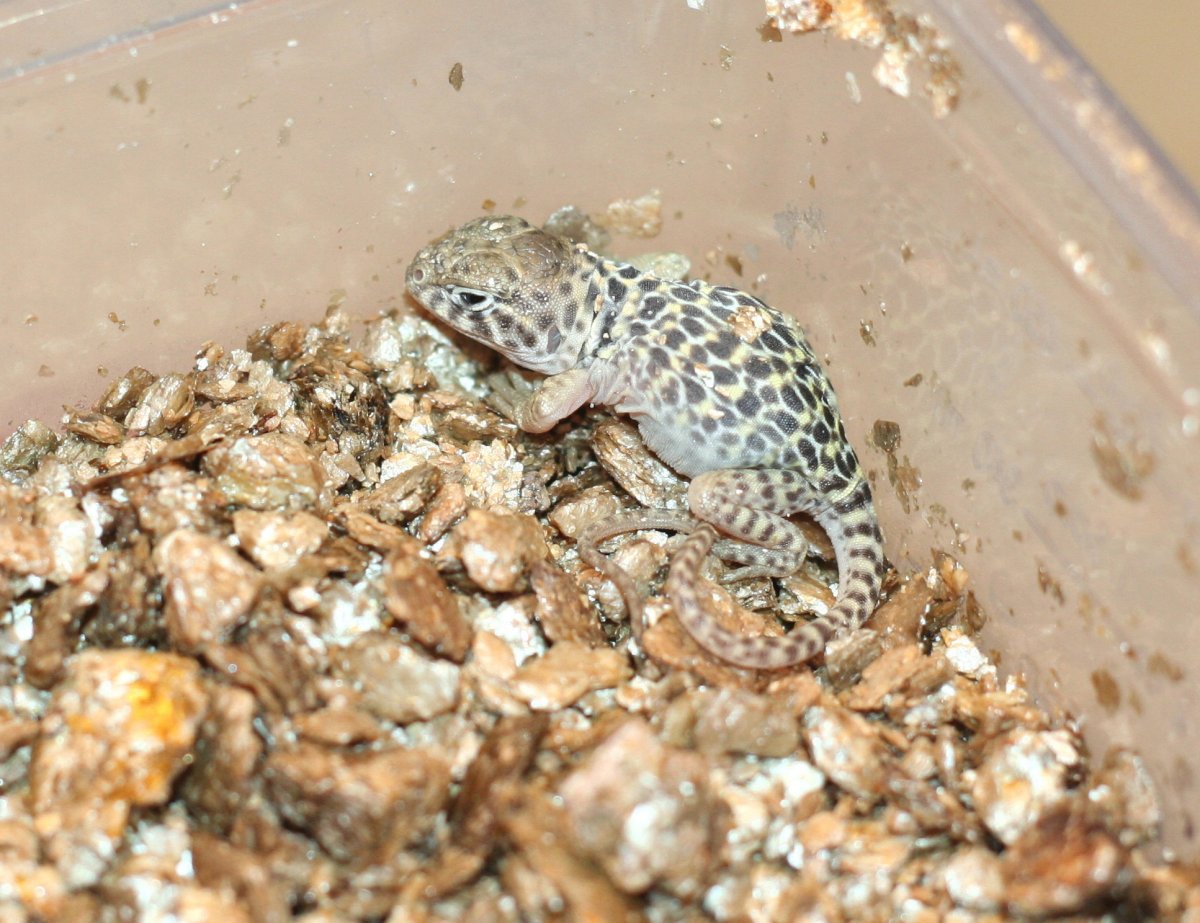 Just hatched *   9/ 13/08
