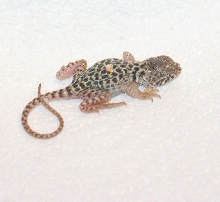 Just hatched 9/13/08