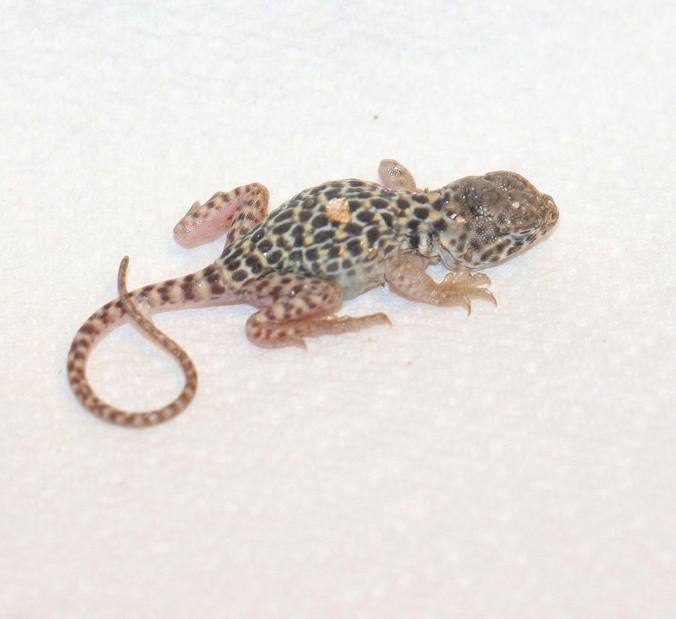 Just hatched 9/13/08