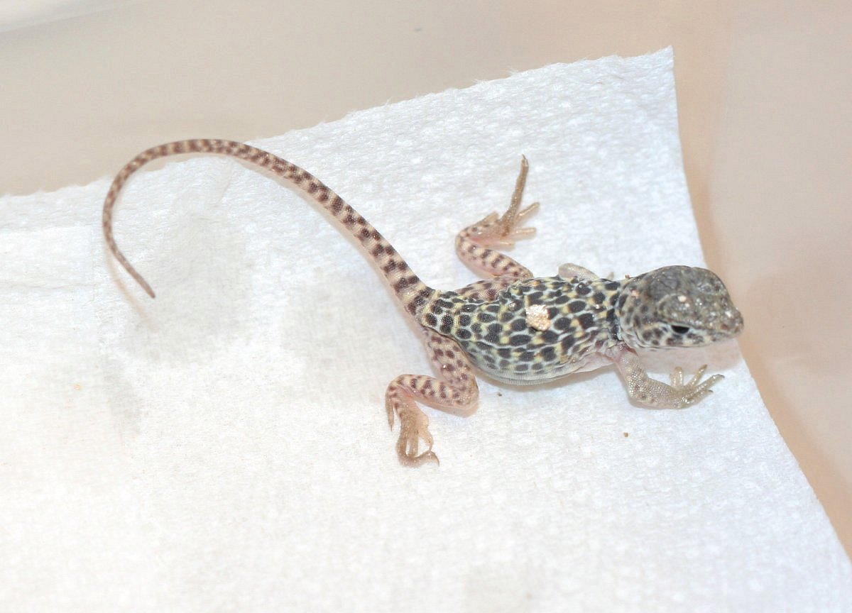 Just hatched babe 1 *  9/13/08