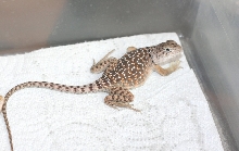 Akema  * 4 months old now