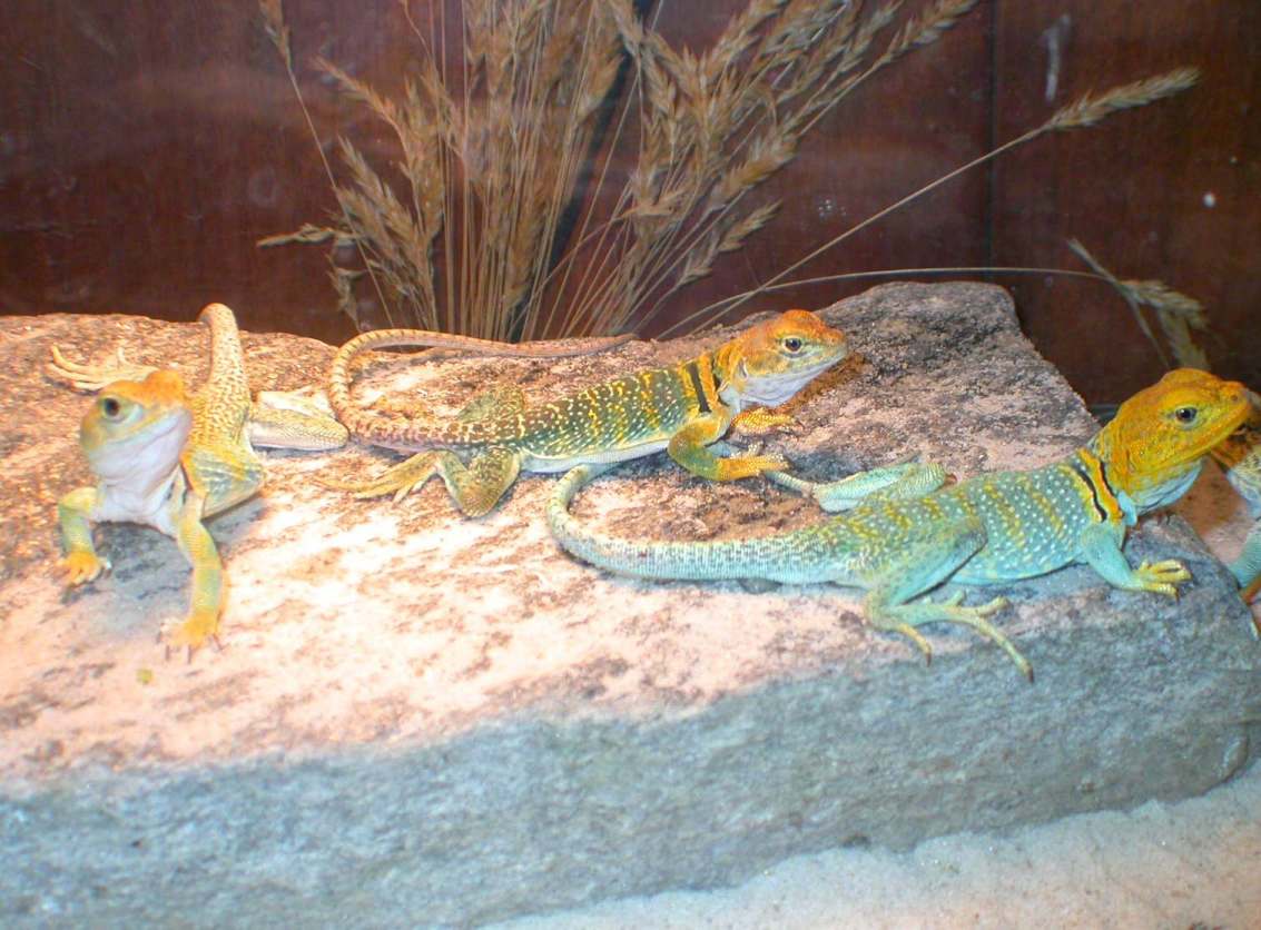 Yellowhead  Trio
