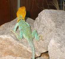 Apache male yellowhead
