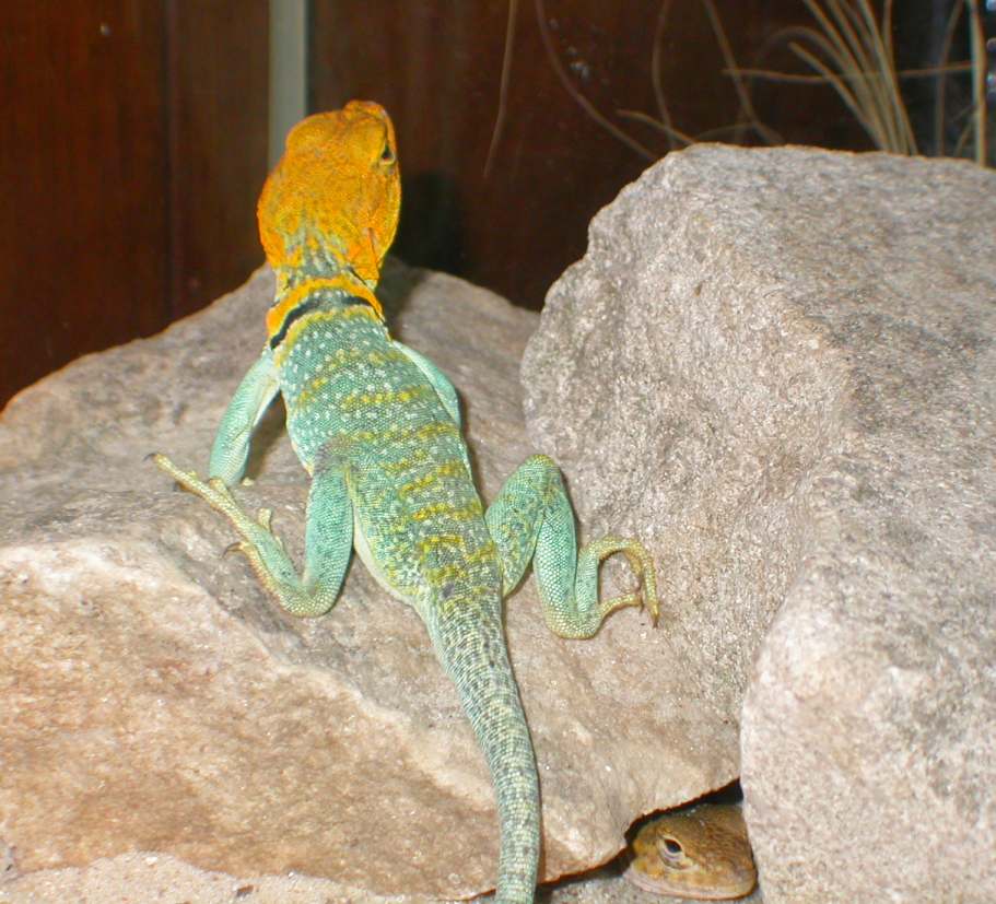 Apache male yellowhead