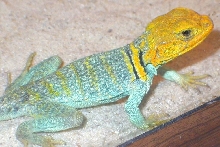 Apache, a VERY Yellow fellow