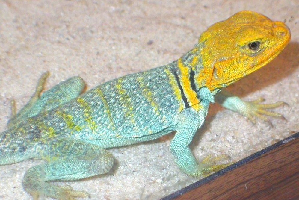 Apache, a VERY Yellow fellow