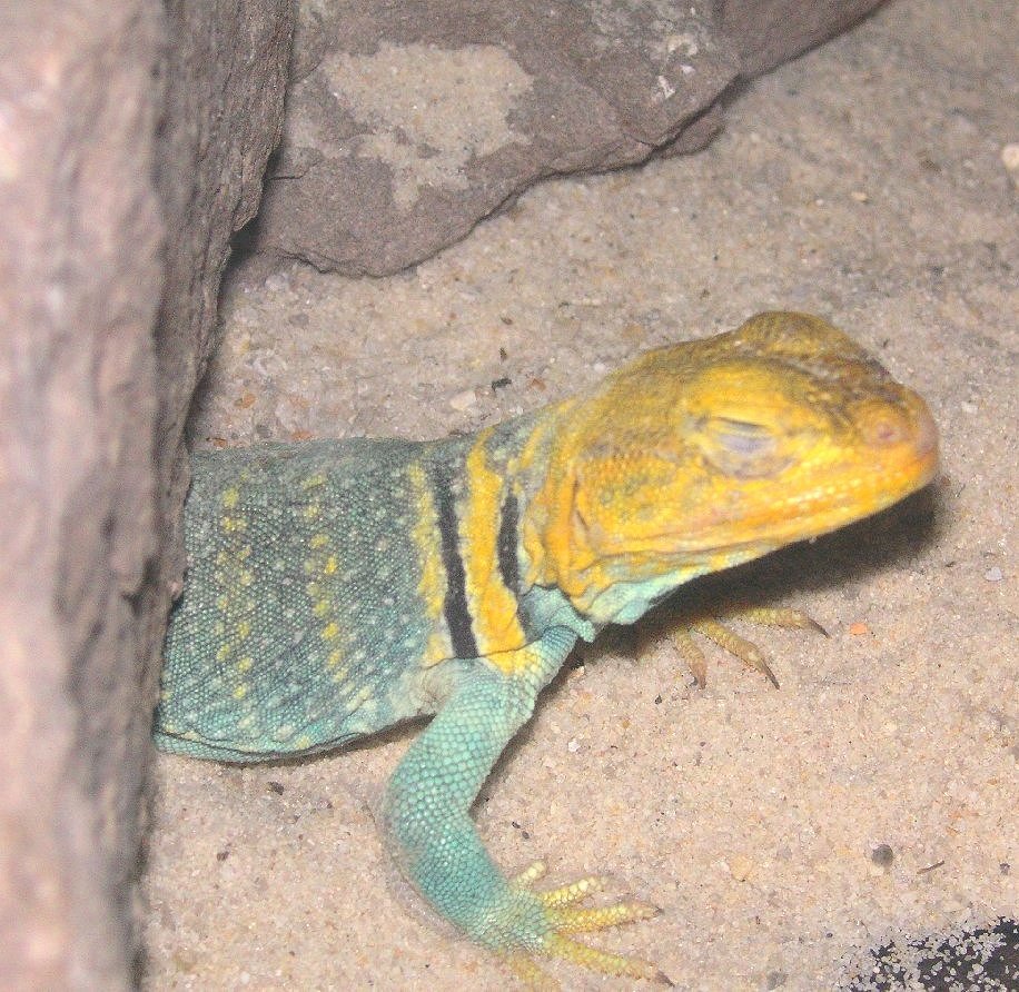 An afternoon Nap * Apache male yellowhead