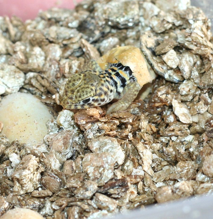 Aquaflame hatching  7/ 25/ 09