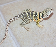 ATOKA   GRAVID