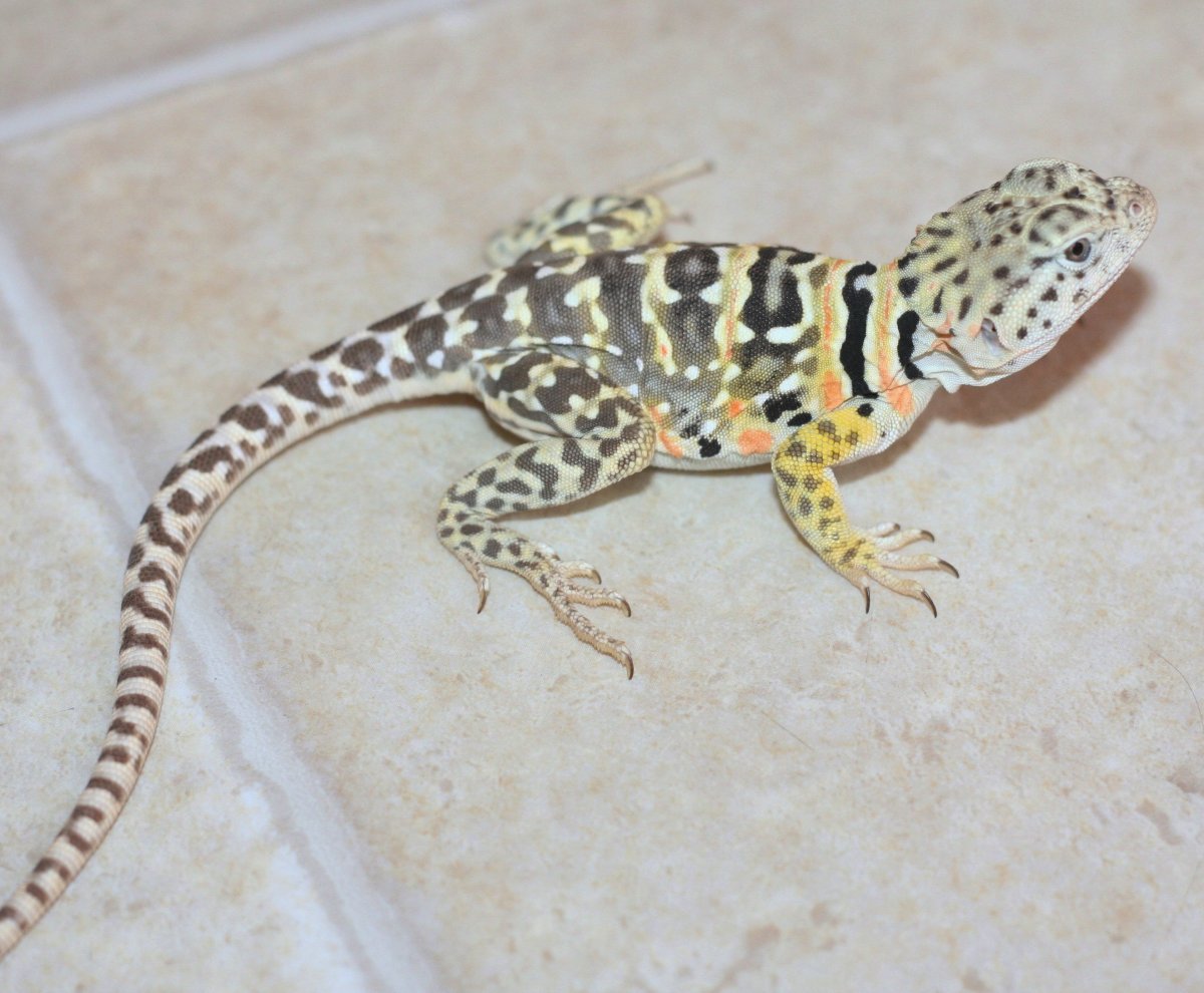 ATOKA   GRAVID
