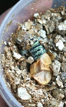 Yellowhead  hatching  July 22