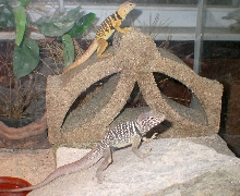 The Baja collareds  Chino & Chia Basking