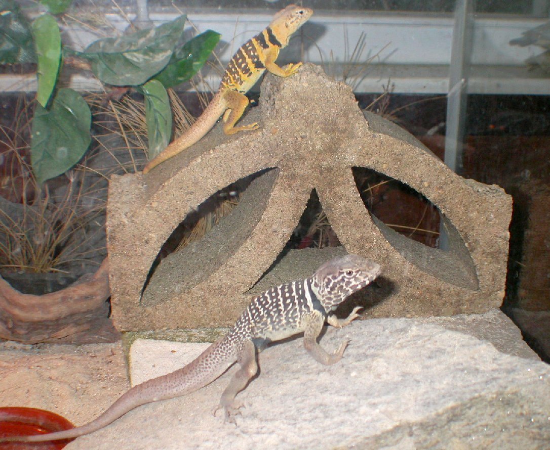 The Baja collareds  Chino & Chia Basking
