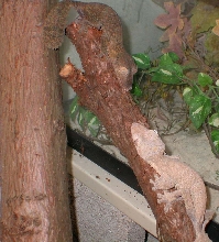 Barkley & Sindar  U. henkeli * leaftails